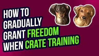 HOW TO GRADUALLY GRANT FREEDOM WHEN CRATE TRAINING