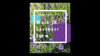 Walk in Lavender Farm | We found the door to happiness :)