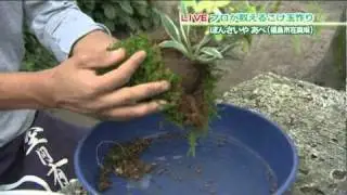 盆栽の世界＆静かなブームこけ玉作り(2/2)