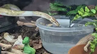 Ball Python drinking water