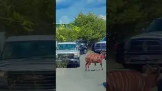 Mountain Bongo -Toronto Zoo