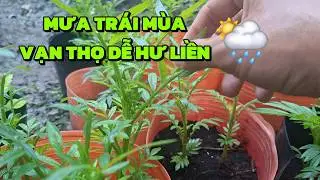 Mưa Trái Mùa Là Nỗi Sợ Của Người Trồng Vạn Thọ, Cách Chăm Đúng Sau Mưa