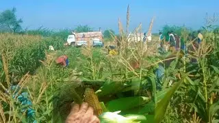 🌽 Corn Harvesting in Rural Pakistan | Farmers Cutting Fodder & Loading Vehicles