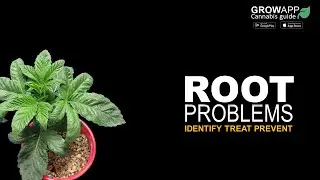 Root Problems | How to identify, treat, and prevent Root Problems on cannabis plants