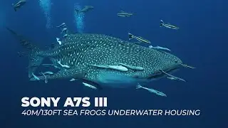 Sony A7S III / FE 16-35mm F4 lens in Sea Frogs housing - Whale Shark at South West Pinnacle Koh Tao