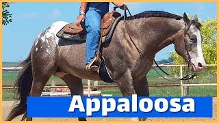About The Appaloosa Horse | DiscoverTheHorse
