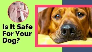 Is Human Nasal Spray Safe For Dogs: Nasal Health for Dogs