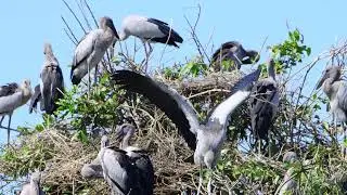 Nature Sound Flight Above Earth The Hidden World of Birds Revealed Ep71