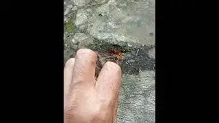 asi topi sisik