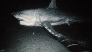 A horror game about the deep sea..