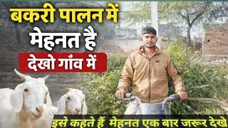 कोन कहता है कि बकरी पालन आसान है देखो एक  बार  फिर बोलो  भाई (comment  )में 