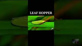 LEAF HOPPER | CICADELLIDAE | INSECTS | TRIZZLER| #shorts #insects