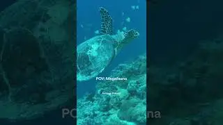 POV: Megafauna