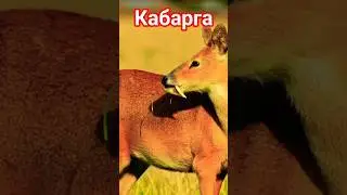 Необычное животное Байкала, Кабарга! СМОТРИТЕ ПОЛНОЕ ВИДЕО!