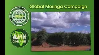 Moringa Oliefera - Back to Eden - Zimbabwe