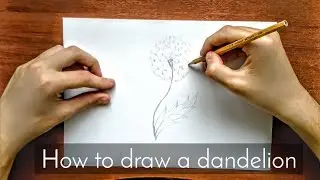How to draw a dandelion | How draw dandelion step by step