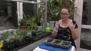 Клубника!!! 41 день после посева! Какие новости?