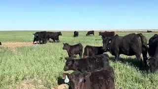 Casey Smith 2YO heifer pairs