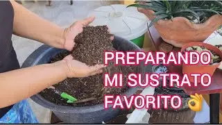 SUSTRATO PARA SUCULENTAS. #suculentas  #sucus #orquidias #cactus #sustratos 