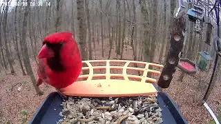 BirdKiss AI Smart Bird Feeder HD Video Example - Northern Cardinal