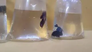 Fancy plakats males