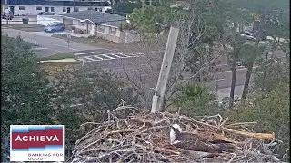 Achieva Osprey Cam