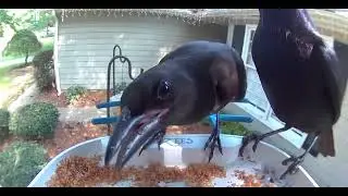 Common Grackle feeding its Baby, @My.BirdsEyeView