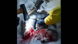Buried Husky Pup Rescued from Snow Collapse | Real-Time Dog Rescue in Icy Wilderness  #animalrescue