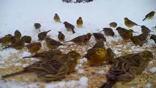 Geltonos startos| Emberiza citrinella