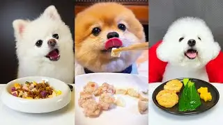Pom Poms & Bichon Feast | Veggies, Shrimp, Quail Eggs & Homemade Dog Food #dogeating #pets
