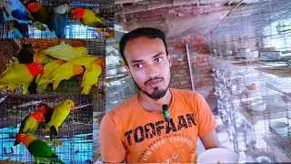 love birds setup visit // love birds breeding progress setup farm // love birds cage setup