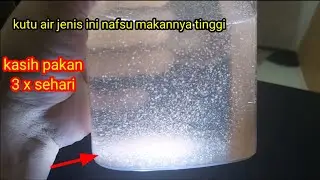 ternak kutu air moina macrocopa~nafsu makannya tinggi...