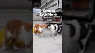 The two talking cats. Konuşan kediler