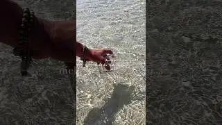 Glasklares Meer | Chaweng Beach Insel Koh Samui Thailand