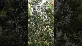 Peepal Tree💚🌳 #bodhitree #gogreen #trees#medicines #peepal #leaves