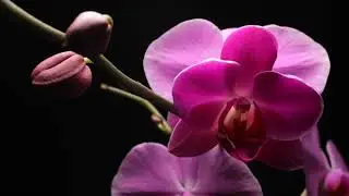 Peaceful sounds for Sleep, Relief, Anxiety and Healing