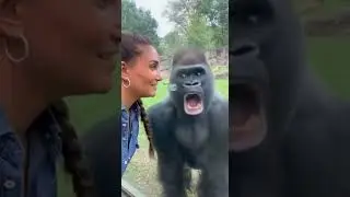 Никогда не изменяй своей жене... Особенно, если у нее есть оружие. 😳🦍