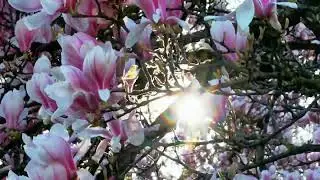 20200321 dreamy sunlight on the beautiful magnolia trees in Volksgarten D&uuml;sseldorf 