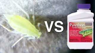 Aphid vs Pyrethrin