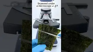 Seaweed under the microscope... #FunExperiments #MicroscopicWorld #TheWorldUnderTheMicroscope
