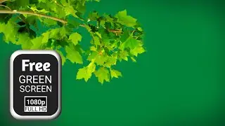 New green screen tree branch | tree green screen video | green screen tree branches