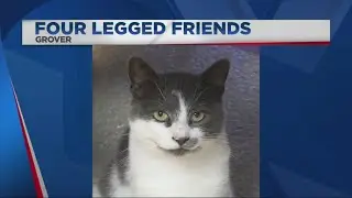 Four-Legged Friends: Meet Grover the cat!