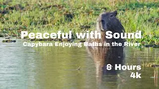 Capybara Enjoying Baths in the River Peaceful Nature Infinite Playback Video 8 Hours 4K