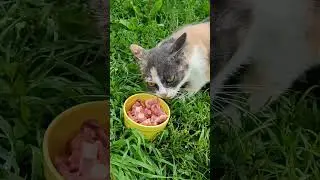 The Queen vs The Starlet: Cat Drama Over a Piece of Meat! 😼🍖#shorts