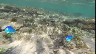 2D fish animation on Real life video