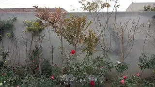 How To Prune Falsa Plant | Falsa Tree Pruning