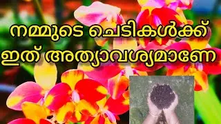 നമ്മുടെ ചെടികൾക്കു ഇത് അത്യാവശ്യമാണേ |How to make compost without bad smell at home|| Jees world||