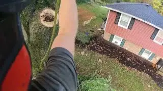 took down my neighbors pin oak tree