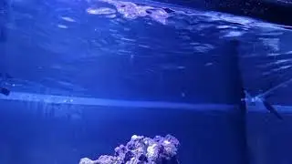 Peninsula Mini 15 WaterBox Aquariums ShowCase