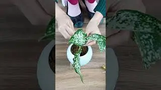 PROPAGATION OF VALENTINE TREE IN GLASS CUP #propagation